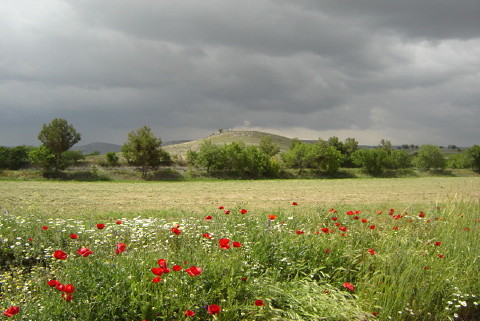Kavaklar
