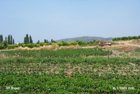 Demirtas